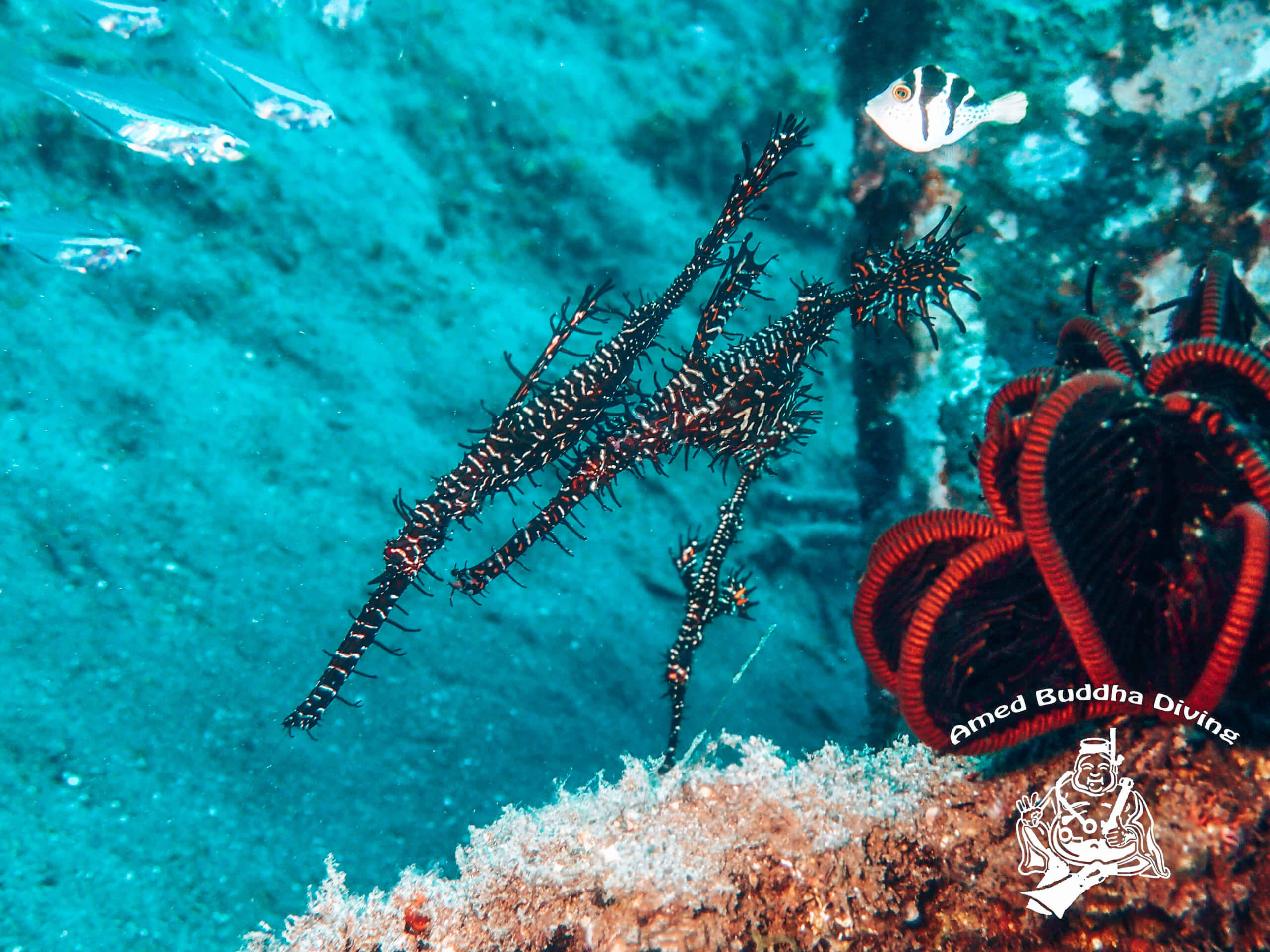 Jardin-corail-poissons-fantomes-Amed-Bali-Indonesie-La revue de Kathleen-Blog-Lifestyle-voyage-Paris