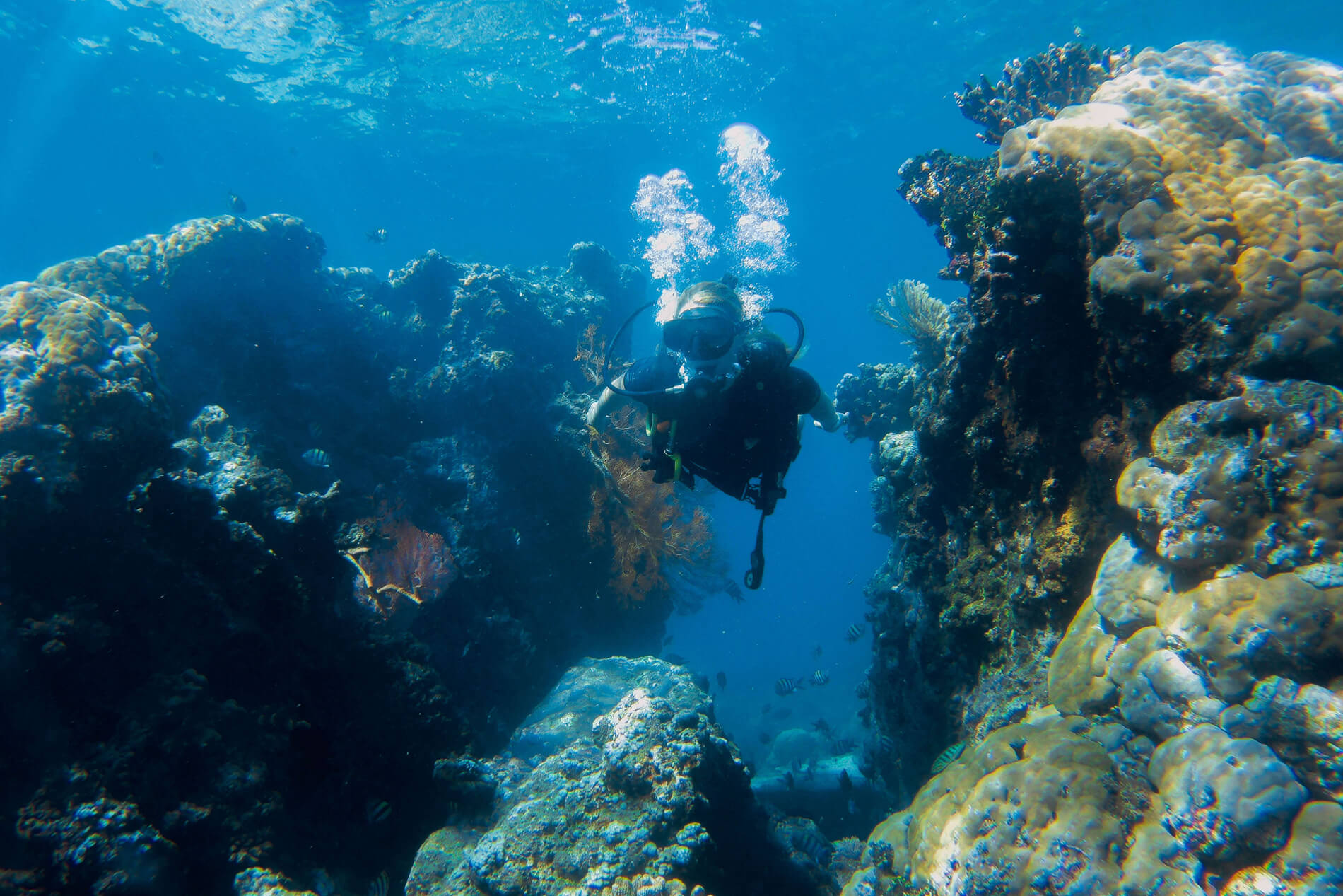 Jardin-corail-poissons-fantomes-Amed-Bali-Indonesie-La revue de Kathleen-Blog-Lifestyle-voyage-Paris